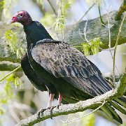 IQ2D3615 - Version 2 - Version 2